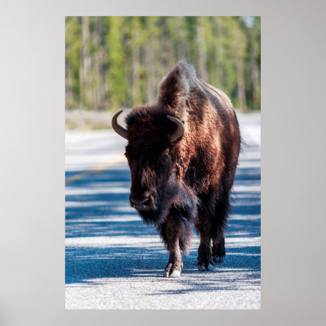 Póster Bison en la carretera en el Parque Nacional Yellow (Frente)