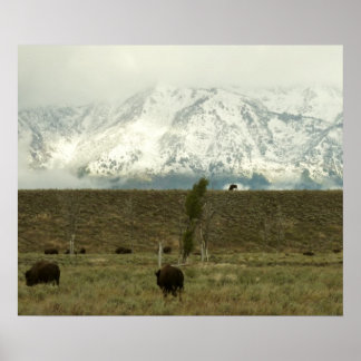 Póster Bison en la fotografía del parque nacional del Gra