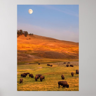 Póster Bison Grazing en Hill en Hayden Valley