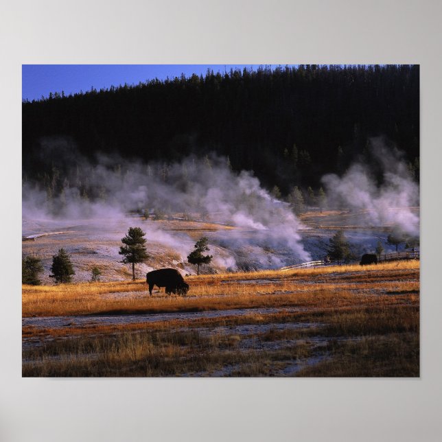 Póster Bison grazing in the Upper Geyser Basin (Frente)