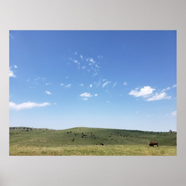 Póster Bison Herd, Parque Estatal Custer, Dakota del Sur (Frente)