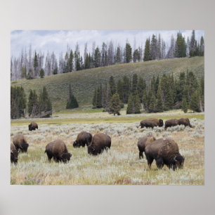 Póster Bison in the Hayden Valley of Yellowstone