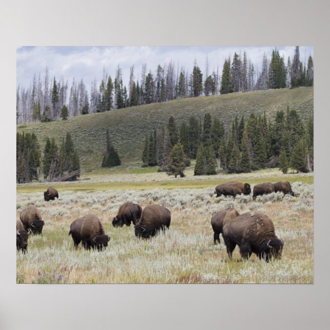Póster Bison in the Hayden Valley of Yellowstone (Frente)