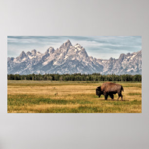 Póster Bison in the Tetons