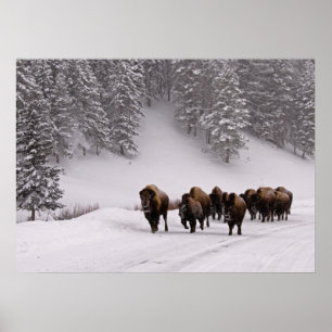 Póster Bison in Winter