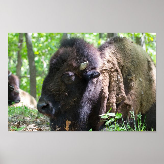 Póster Bison, Lone Elk Park, St. Louis, MO (Frente)