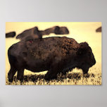 Póster Bison Poster Digital Pop Art<br><div class="desc">Impresión de Poster de arte pop digital de icono histórico estadounidense de Bison</div>