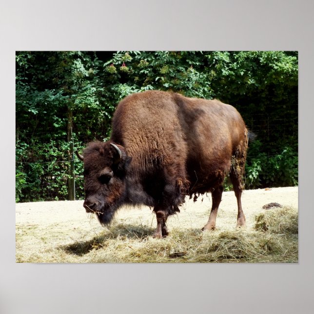 Póster Bisonte (Frente)
