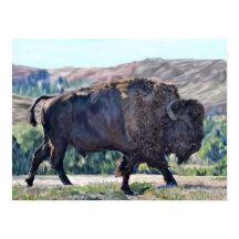 Bisonte Americano Bison