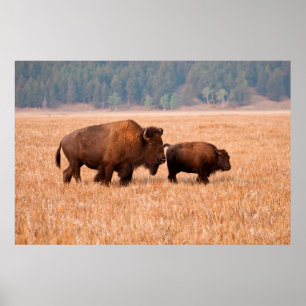 Póster Bisonte Americano (Bison Bison) Vaca y Cría