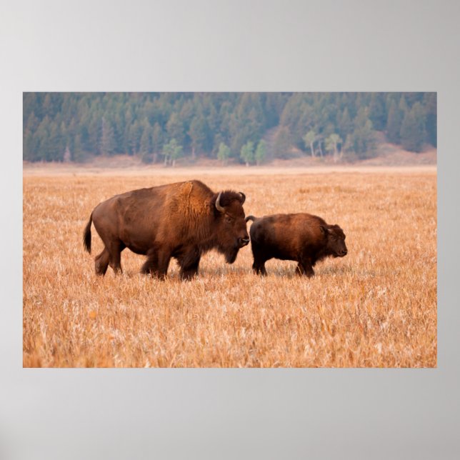 Póster Bisonte Americano (Bison Bison) Vaca y Cría (Frente)
