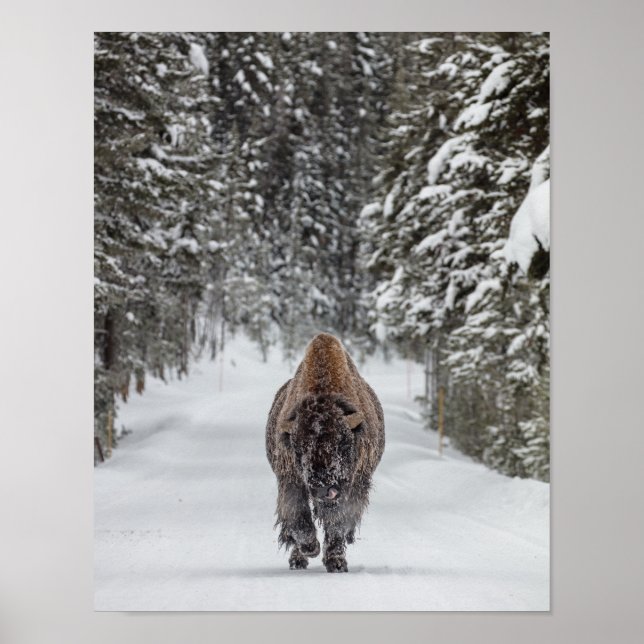 Póster Bisonte de toro cubierto de nieve en un bosque nev (Frente)