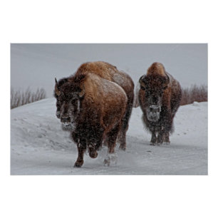 Póster Bisonte de Yellowstone