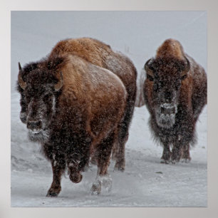 Póster Bisonte de Yellowstone