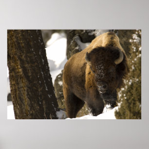 Póster Bisonte en el parque nacional de Yellowstone del