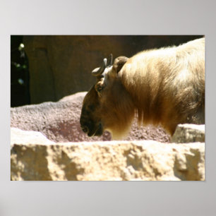 Póster Bisonte en el parque zoológico