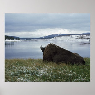Póster Bisonte que descansa por el río Yellowstone con