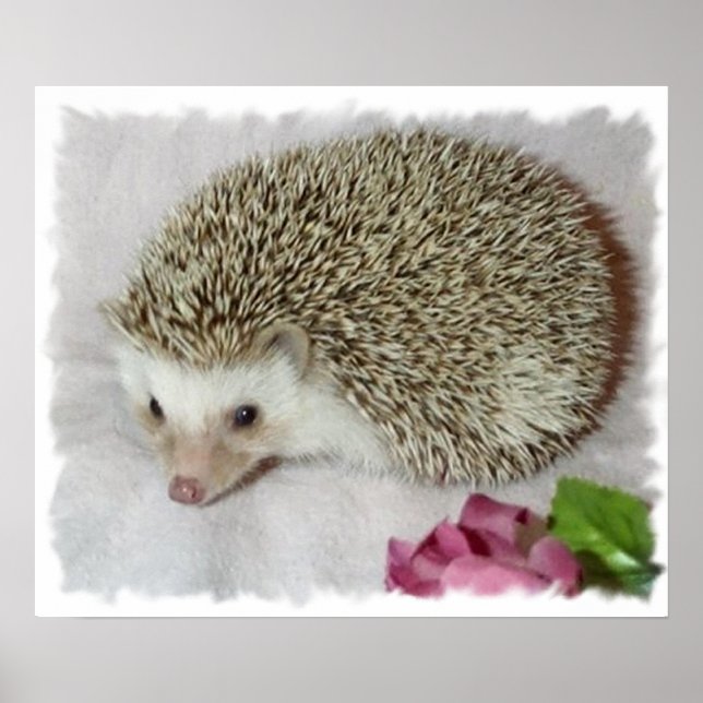 Póster Bitsy el edgehog (Frente)