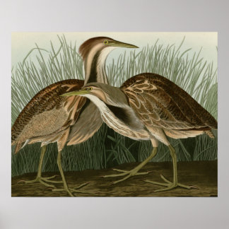 Póster Bittern norteamericano