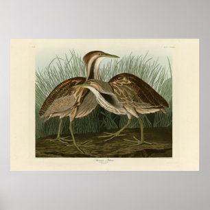 Póster Bittern norteamericano - de los pájaros de Estados