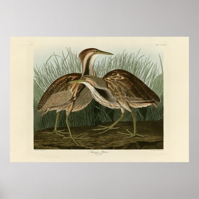 Póster Bittern norteamericano - de los pájaros de Estados (Frente)