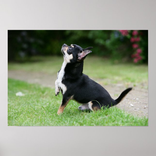 Póster Black and Cream Chihuahua (Frente)