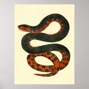 Póster Black and Red Snake