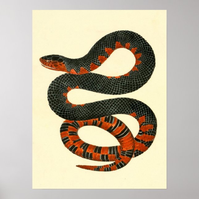 Póster Black and Red Snake (Frente)