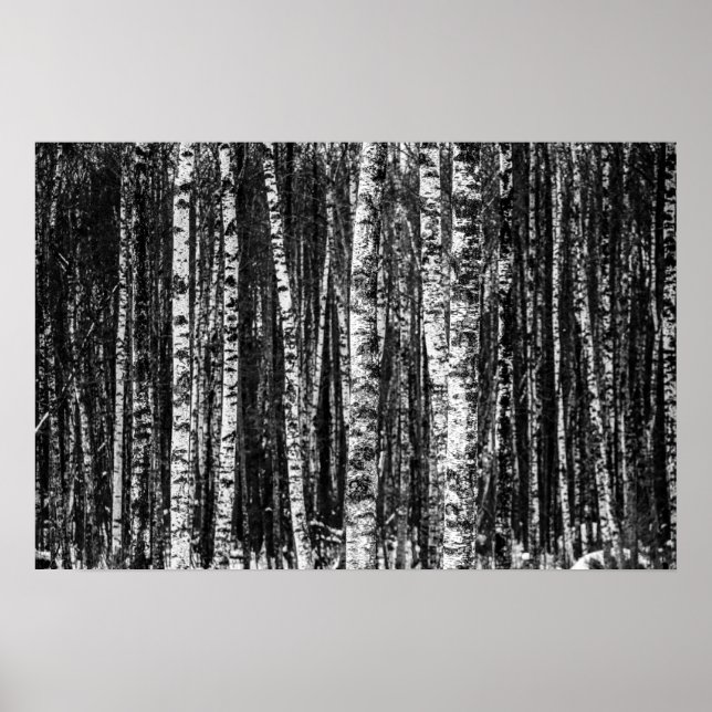 Póster Black and White Abstract Birch Forest (Frente)