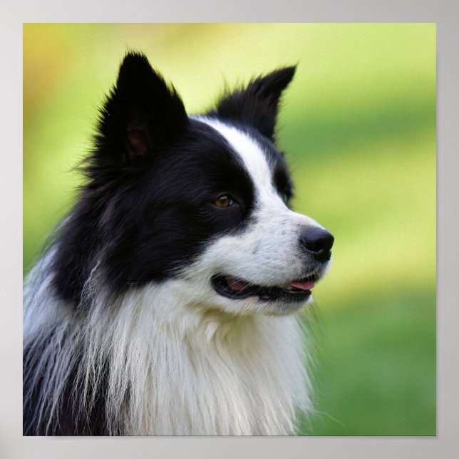 Póster Black and White Border Collie Dog (Frente)