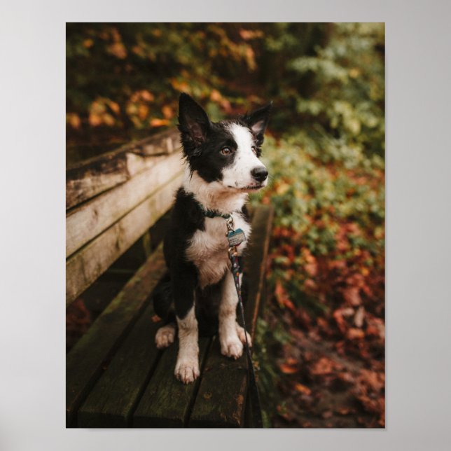Póster Black and White Border Collie on Park Bench (Frente)