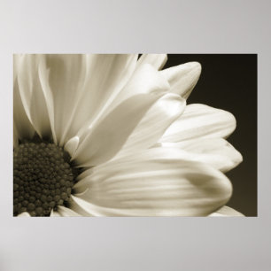 Póster Black and White Daisy