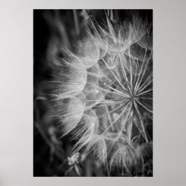 Póster Black and white Dandelion