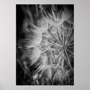 Póster Black and white Dandelion