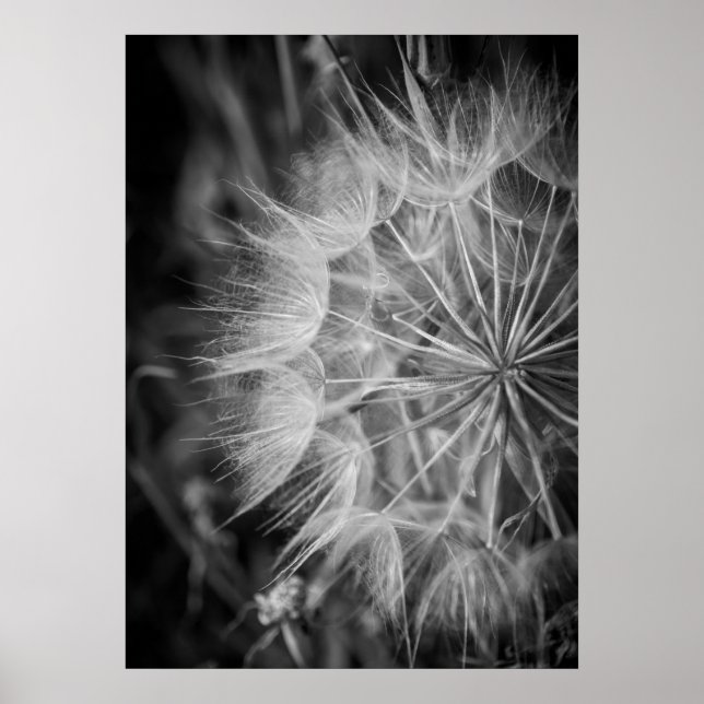 Póster Black and white Dandelion (Frente)