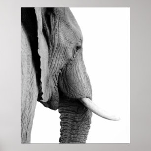 Póster Black and white elephant wild african animal photo