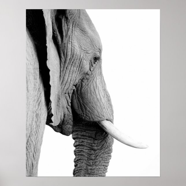 Póster Black and white elephant wild african animal photo (Frente)