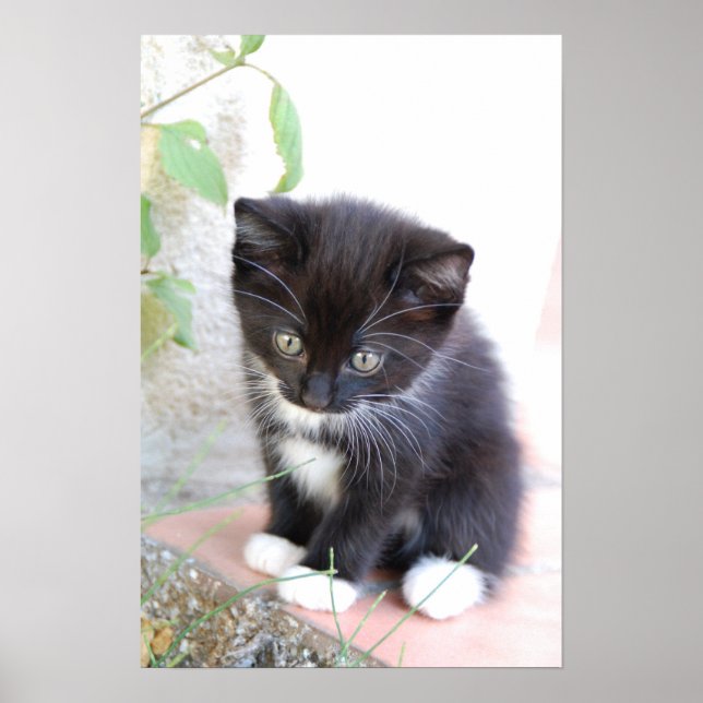Póster Black and White Kitten (Frente)