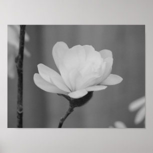 Póster Black and White Magnolia Centennial Bloom