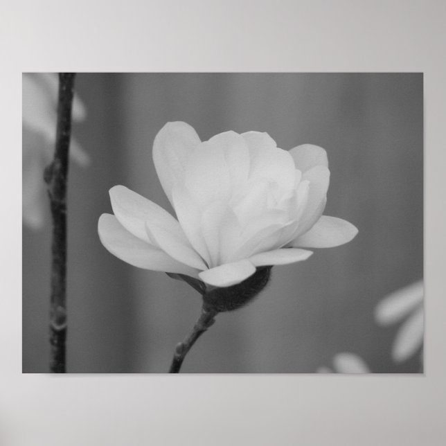 Póster Black and White Magnolia Centennial Bloom (Frente)