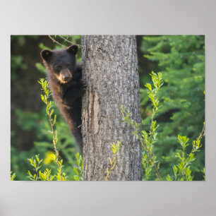 Póster Black Bear Cub en primavera