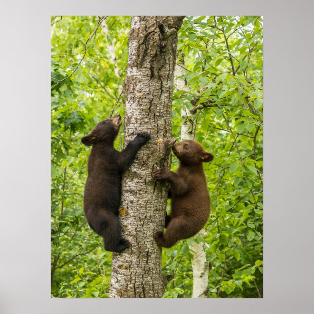 Póster Black Bear Cubs Climbing Tree (Frente)