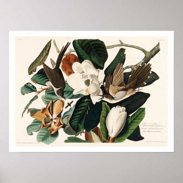 Póster Black-billed Cuckoo by Audubon Poster (Frente)