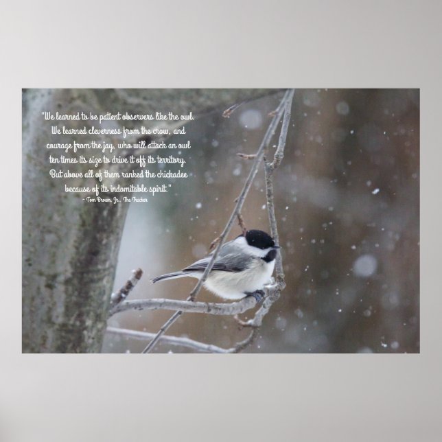 Póster Black Capped Chickadee in Snow - Removable Text (Frente)