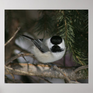 Póster Black Capped Chickadee Print