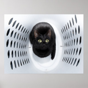 Póster Black cat looking up from a white laundry hamper