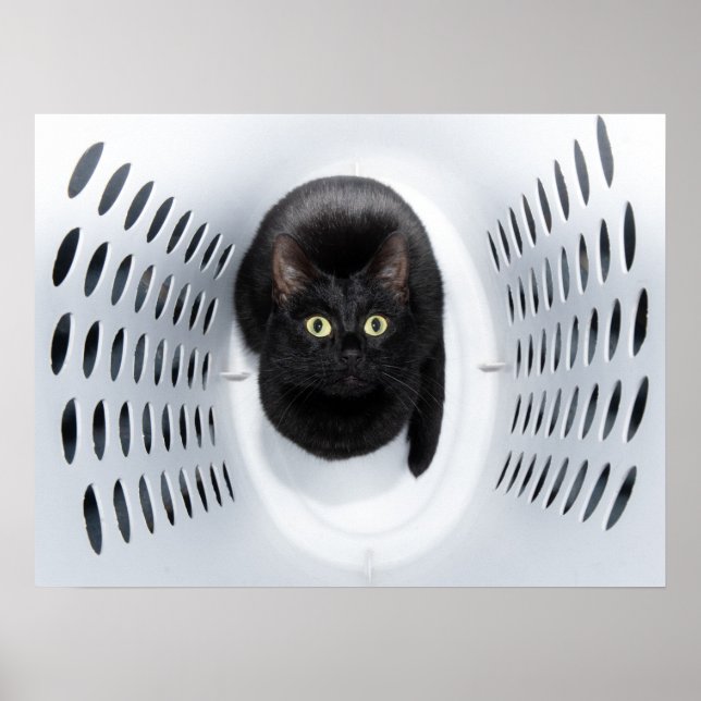 Póster Black cat looking up from a white laundry hamper (Frente)