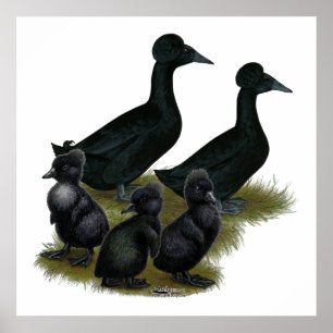 Póster Black Crested Duck Family