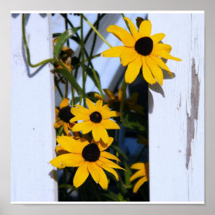 Póster Black Eyed Susan