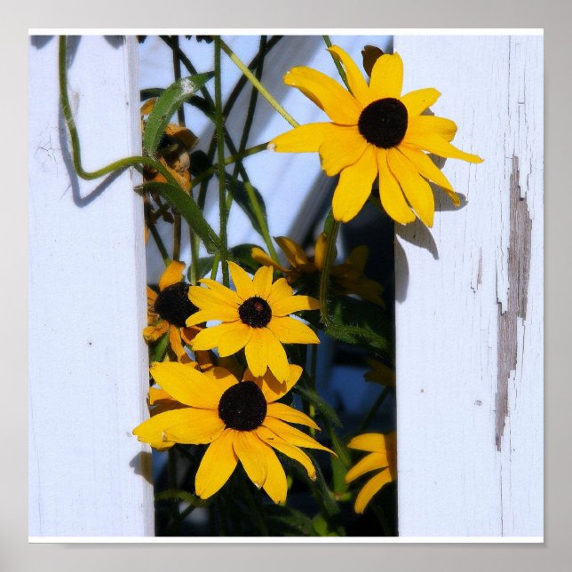 Póster Black Eyed Susan (Frente)